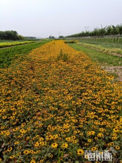 高度10厘米黑心菊