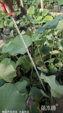 高度50厘米荷花