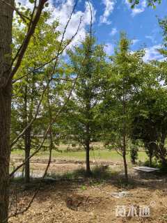 10公分无心银杏