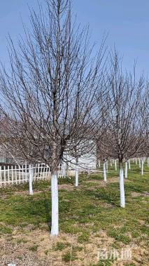 12公分欧洲小叶椴