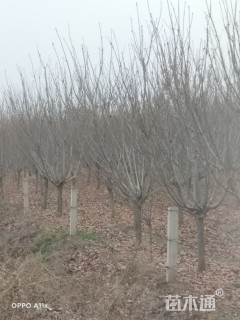 8公分樱花