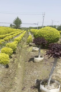 高度160厘米亮金女贞（亮晶女贞）