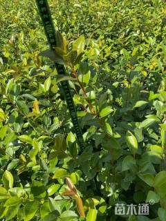 高度50厘米油茶