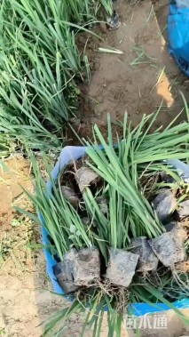 高度30厘米马莲