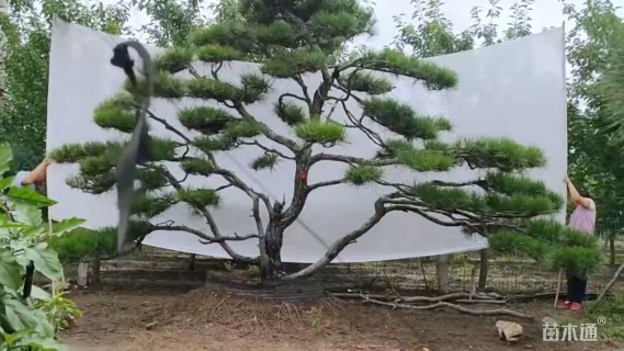 18公分造型油松