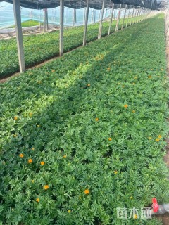 高度20厘米孔雀草