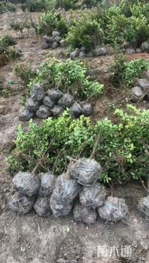 高度70厘米茶梅