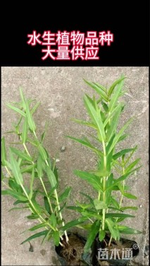 高度30厘米千屈菜