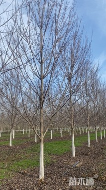 10公分美国红枫-红冠