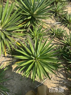 高度30厘米剑麻