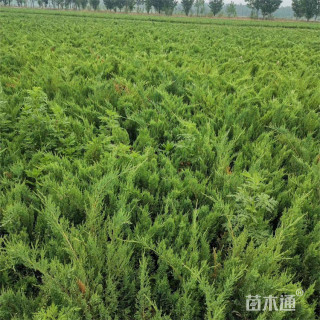 高度60厘米沙地柏