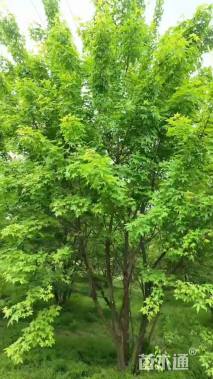 高度650厘米丛生五角枫