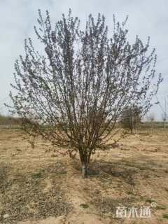 15公分绚丽海棠