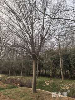 25公分红皮皂角