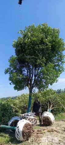 15公分红叶石楠