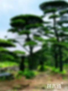 高度550厘米黑松