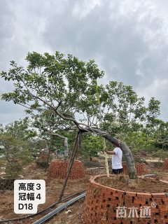 18公分造型铁冬青