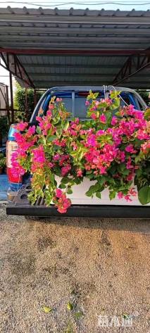 高度60厘米三角梅