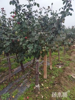 高度150厘米高杆月季