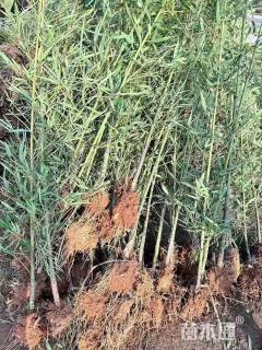 大杯苗罗汉竹