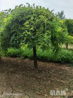 17公分龙爪槐