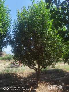 12公分八棱海棠