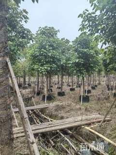 12公分秋枫