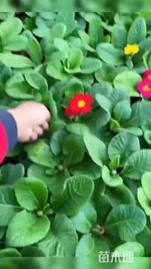 高度20厘米非洲菊