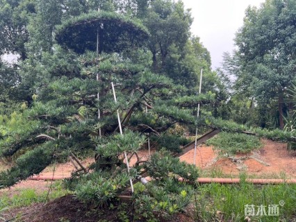移栽苗造型罗汉松