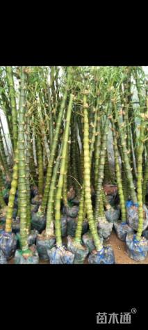 地栽苗佛肚竹
