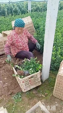 高度40厘米冬青小苗