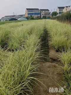 高度120厘米花叶芒