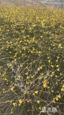 高度50厘米迎春花