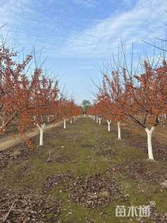 高度250厘米印第安魔力海棠