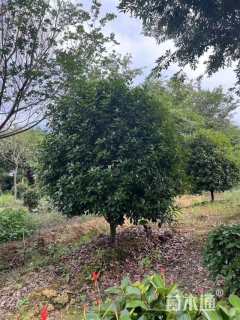 高度350厘米中华石楠