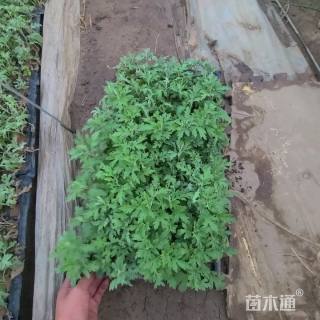 高度5厘米国庆菊