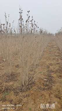 高度180厘米木槿