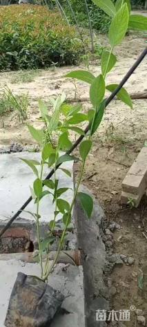 高度40厘米连翘