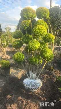 3公分造型亮金女贞