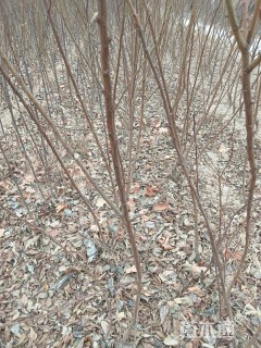 高度1.50厘米李子树