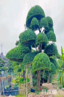 12公分造型亮晶女贞