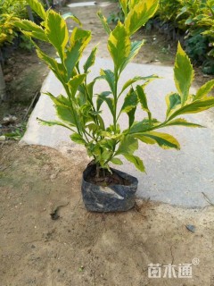 高度60厘米春羽