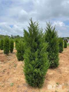 高度150厘米蜀桧