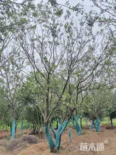 80公分丛生朴树