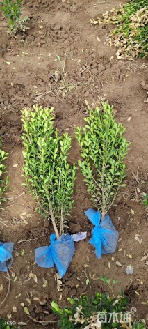 高度50厘米小叶黄杨