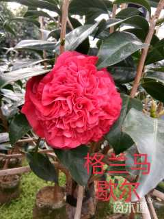 高度250厘米四季茶花