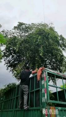 18公分小叶榄仁