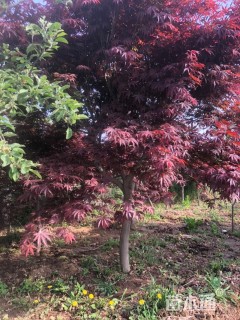 10公分日本红枫