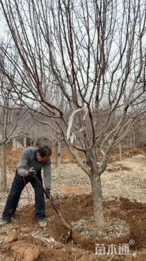 12公分绚丽海棠