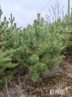 高度140厘米油松